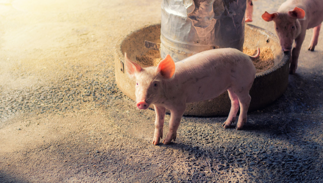 景顺长城中证全指农牧渔ETF,景顺农牧,农林牧渔,景顺长城中证全指农牧渔交易型开放式指数证券投资基金;农牧渔ETF景顺;早盘冲高;涨价预期;战略安全;农业布局价值