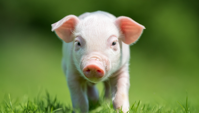 平安中证畜牧养殖ETF,养殖ETF,畜牧业,平安中证畜牧养殖交易型开放式指数证券投资基金,51676;生猪产能去化;机构;板块左侧布局;养殖ETF平安(516760);回调;资金关注