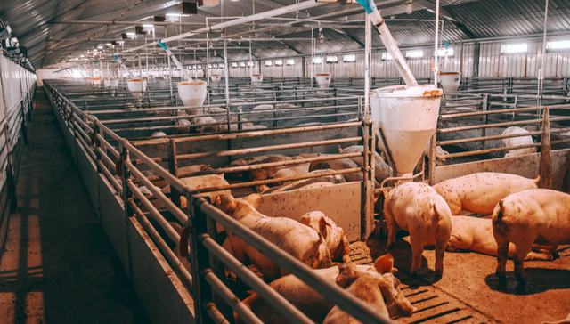 鹏华中证畜牧养殖ETF,畜牧ETF,畜牧业,鹏华中证畜牧养殖交易型开放式指数证券投资基金,15986;畜牧ETF(159867);价格低位;市场关注;今日净申购超2亿份;生猪产能调控力度加大