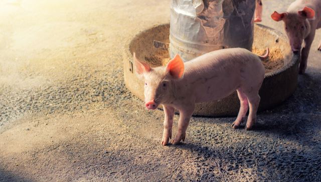 景顺长城中证全指农牧渔ETF,景顺农牧,农林牧渔,景顺长城中证全指农牧渔交易型开放式指数证券投资基金;农产品涨价;生猪产能去化;农牧渔ETF景顺;560210;盘中涨超1%