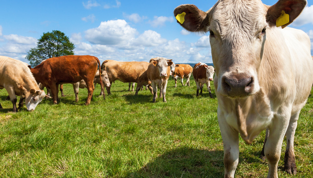 建信中证农牧主题ETF,农牧ETF,基础化工,建信中证农牧主题交易型开放式指数证券投资基金,1596;农林牧渔板块;农牧ETF建信(159616);农业板块;多重利好;布局价值