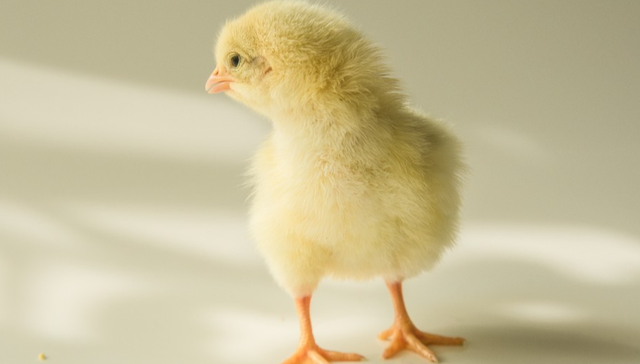 鹏华中证畜牧养殖ETF,畜牧ETF,畜牧业,鹏华中证畜牧养殖交易型开放式指数证券投资基金,15986;畜牧ETF;159867;连续5日净申购;新批兽用药;饲料添加剂;涨价;催化;板块行情