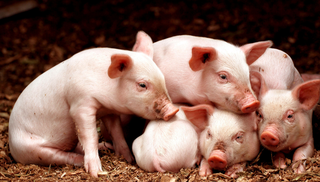 景顺长城中证全指农牧渔ETF,景顺农牧,农林牧渔,景顺长城中证全指农牧渔交易型开放式指数证券投资基金;农牧渔ETF景顺;牧原股份;温氏股份;农盛集团;周期;估值;景气标的