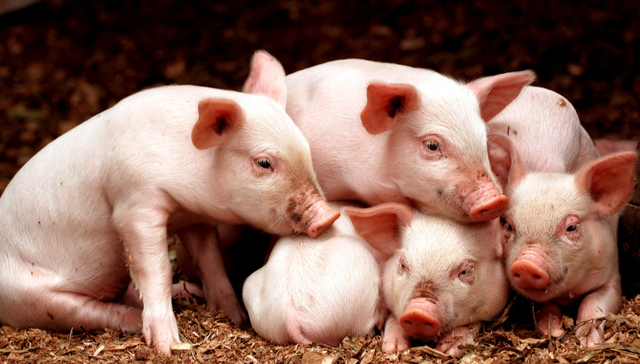 平安中证畜牧养殖ETF,养殖ETF,畜牧业,平安中证畜牧养殖交易型开放式指数证券投资基金,51676;养殖ETF平安;猪价反弹