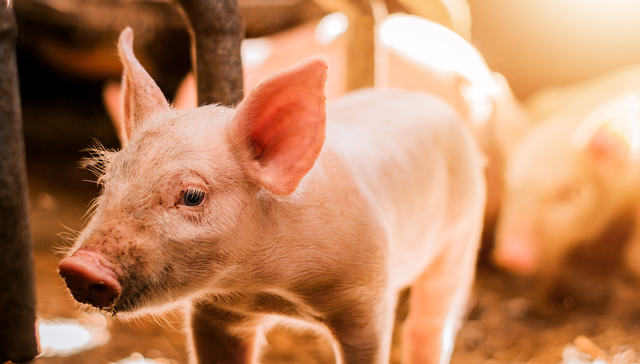 汇添富中证畜牧养殖产业ETF,养殖ETF汇添富,农林牧渔,汇添富中证畜牧养殖产业交易型开放式指数证券;猪价跌破“10”；猪周期拐点；养殖ETF汇添富(159172)；周期反转；生猪亏损产能去化加速