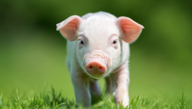 景顺长城中证全指农牧渔ETF,景顺农牧,农林牧渔,景顺长城中证全指农牧渔交易型开放式指数证券投资基金;农牧渔ETF景顺;560210;逆势上涨;生猪价格;农业板块;战略配置窗口