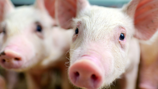 平安中证畜牧养殖ETF,养殖ETF,畜牧业,平安中证畜牧养殖交易型开放式指数证券投资基金,51676;养殖ETF平安;机构预计;5月前猪价;反弹窗口