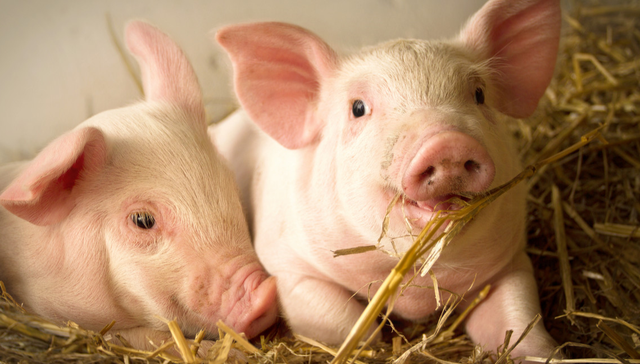 广发中证畜牧养殖产业ETF,广发养殖,农林牧渔,广发中证畜牧养殖产业交易型开放式指数证券投资基金,5;3月底生猪价格;近8年新低;产能去化;畜牧养殖ETF广发(512450);上市交易