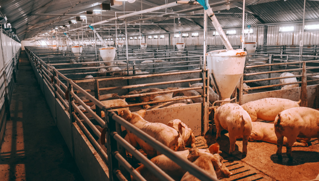 平安中证畜牧养殖ETF,养殖ETF,畜牧业,平安中证畜牧养殖交易型开放式指数证券投资基金,51676;养殖ETF平安;中央冻猪肉储备收储