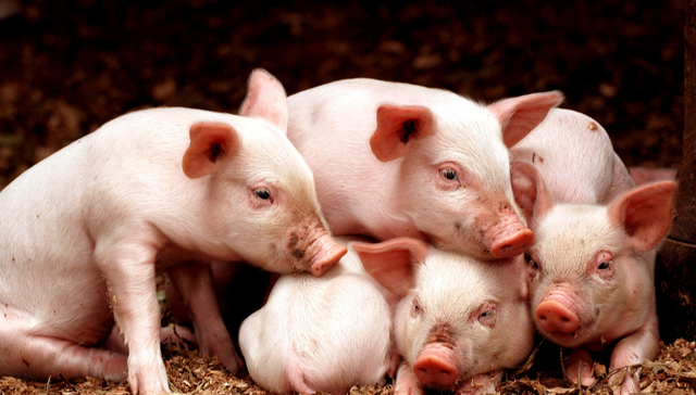 汇添富中证畜牧养殖产业ETF,养殖基金,农林牧渔,汇添富中证畜牧养殖产业交易型开放式指数证券投资基金;猪肉板块异动;华统股份;养殖ETF汇添富(159172);生猪行业亏损压力;产能去化加速