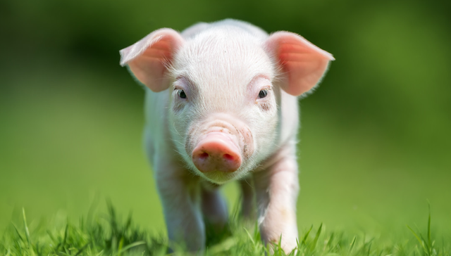 华夏中证农业主题ETF,农业,畜牧业,华夏中证农业主题交易型开放式指数证券投资基金,516810,5;猪价;2010年价格低点;农业ETF华夏(516810);猪周期反转机会