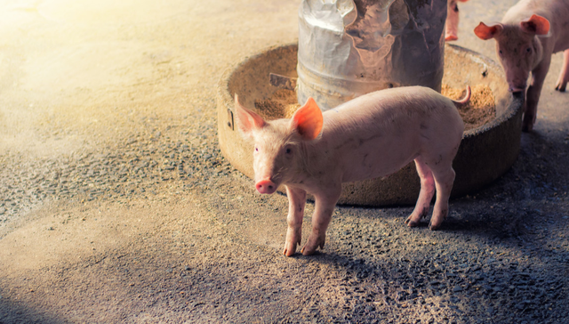 景顺长城中证全指农牧渔ETF,景顺农牧,农林牧渔,景顺长城中证全指农牧渔交易型开放式指数证券投资基金;农牧渔ETF景顺;早盘冲高;上游资源价格;地缘政治;农产品价格