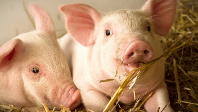 易方达中证现代农业主题ETF,现代农业,农林牧渔,易方达中证现代农业主题交易型开放式指数证券投资基金;农业ETF易方达;生猪价格;产能去化