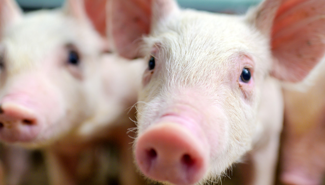 建信中证农牧主题ETF,农牧ETF,基础化工,建信中证农牧主题交易型开放式指数证券投资基金,1596;农牧ETF建信;生猪板块;政策收储;产能出清