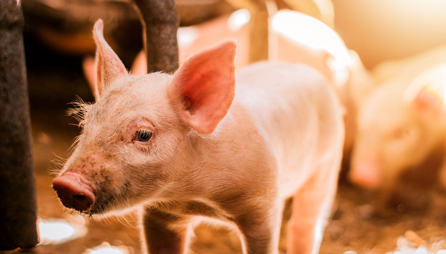 天弘中证农业主题ETF,农业ETF天弘,天弘中证农业主题交易型开放式指数证券投资基金,512620,;生猪养殖龙头;农业ETF天弘(512620);标的指数;逆市涨超1%