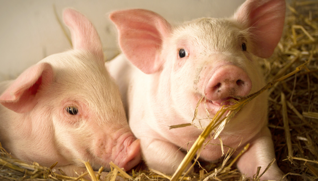 平安中证畜牧养殖ETF,养殖ETF,畜牧业,平安中证畜牧养殖交易型开放式指数证券投资基金,51676;生猪价格;养殖ETF平安(516760);盘中调整;相关指数;低位布局机会