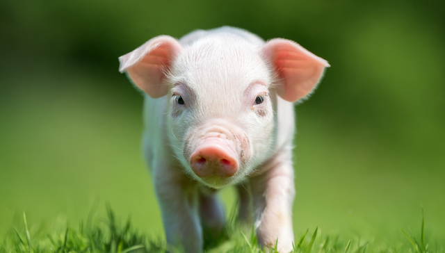 鹏华中证畜牧养殖ETF,畜牧ETF,畜牧业,鹏华中证畜牧养殖交易型开放式指数证券投资基金,15986;生猪价格;持续探底;资金加速布局;养殖ETF鹏华(159867);单日净申购2700万份