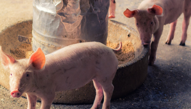 华夏中证农业主题ETF,农业,畜牧业,华夏中证农业主题交易型开放式指数证券投资基金,516810,5;钾肥需求增长;农业ETF华夏(516810);交投活跃