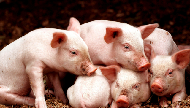 易方达中证现代农业主题ETF,现代农业,农林牧渔,易方达中证现代农业主题交易型开放式指数证券投资基金;拐点信号;养殖板块