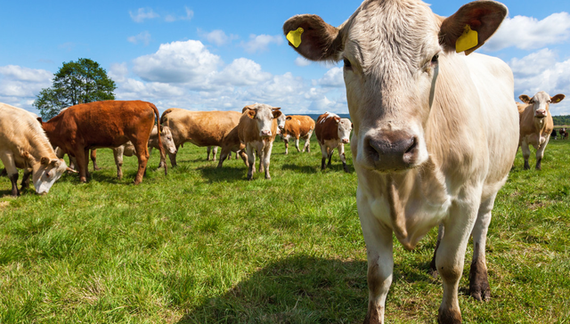 天弘中证农业主题ETF,农业ETF天弘,天弘中证农业主题交易型开放式指数证券投资基金,512620,;新疆;甘肃;境外口蹄疫疫情;农业ETF天弘(512620);净流入超1400万元