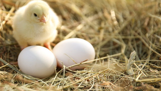 平安中证畜牧养殖ETF,养殖ETF,畜牧业,平安中证畜牧养殖交易型开放式指数证券投资基金,51676;养殖ETF平安;516760;交投活跃;供给有限;出口向好;毛鸡价格