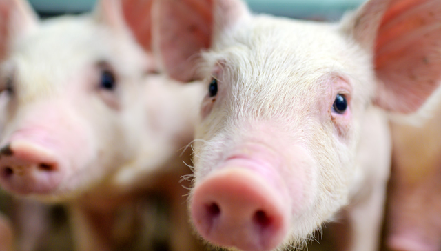 汇添富中证畜牧养殖产业ETF,养殖基金,农林牧渔,汇添富中证畜牧养殖产业交易型开放式指数证券投资基金;3月CPI;猪价下降11.5%;生猪价格屡创新低;何时见底;养殖ETF汇添富(159172);回调近1%;资金连续3天涌入