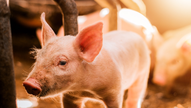 生猪主力期价创历史极低，“菜比肉贵”成焦点！养殖ETF汇添富(159172)收涨1.3%，资金连续4日涌入！生猪分析：2021年行情能否重现？