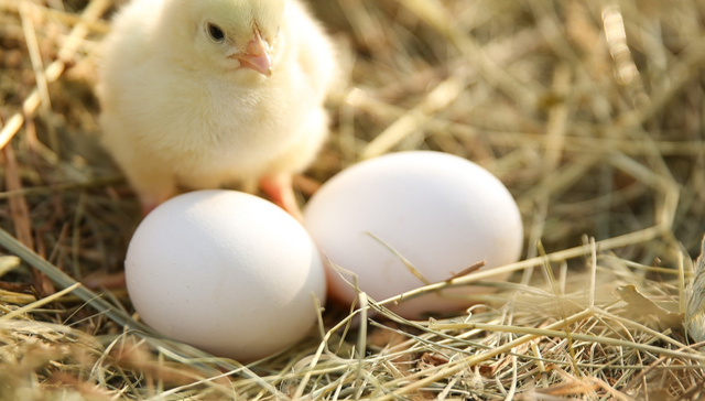 华夏中证农业主题ETF,农业,畜牧业,华夏中证农业主题交易型开放式指数证券投资基金,516810,5;猪价承压;禽价回暖;板块底部企稳;农业ETF华夏(516810);收涨1.05%