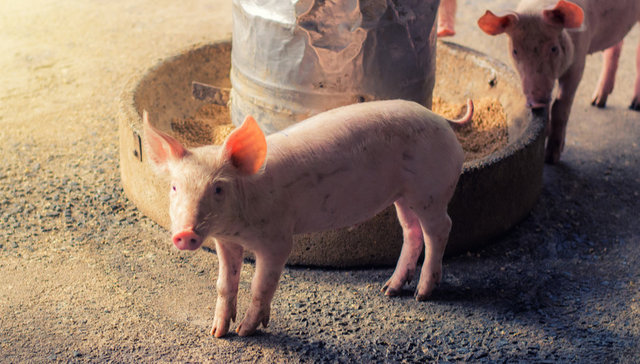 汇添富中证畜牧养殖产业ETF,养殖基金,农林牧渔,汇添富中证畜牧养殖产业交易型开放式指数证券投资基金;生猪养殖;正邦科技涨停;天邦食品2连板;养殖ETF汇添富(159172);猪价持续下探;后市看法