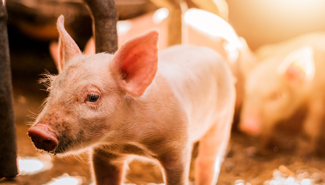 汇添富中证畜牧养殖产业ETF,养殖基金,农林牧渔,汇添富中证畜牧养殖产业交易型开放式指数证券投资基金