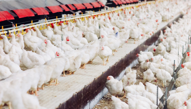 天弘中证农业主题ETF,农业ETF天弘,天弘中证农业主题交易型开放式指数证券投资基金,512620,;猪价磨底;养殖端产能去化;农业ETF天弘(512620);近5日净流入超4600万元