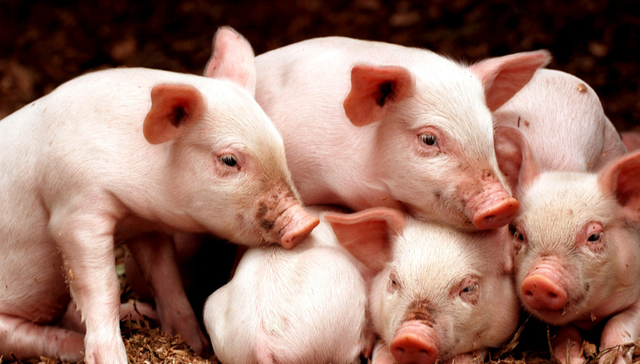 汇添富中证畜牧养殖产业ETF,养殖基金,农林牧渔,汇添富中证畜牧养殖产业交易型开放式指数证券投资基金;生猪期价;猪周期;养殖ETF汇添富(159172);生猪产能去化