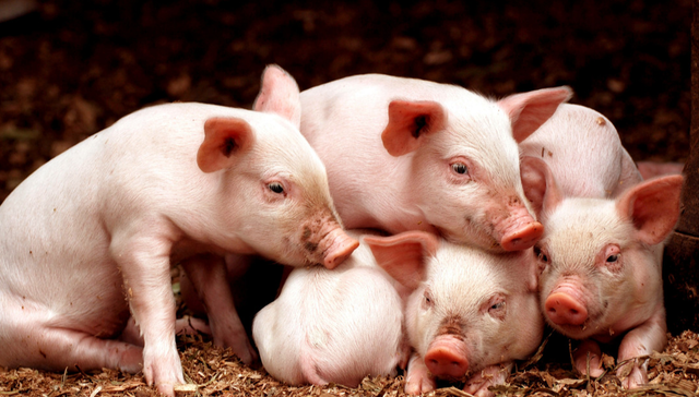 天弘中证农业主题ETF,农业ETF天弘,天弘中证农业主题交易型开放式指数证券投资基金,512620,;有效举措;猪价合理回升;农业ETF天弘;近10日净流入超7400万元