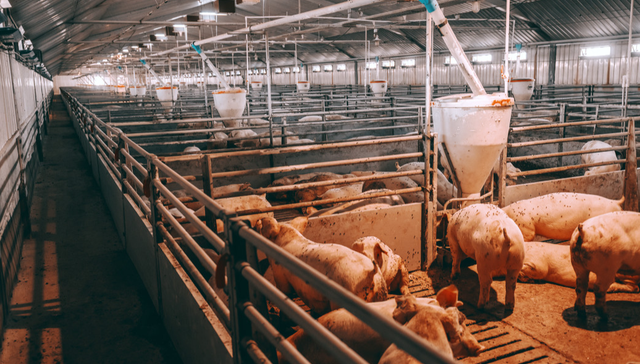 鹏华中证畜牧养殖ETF,畜牧ETF,畜牧业,鹏华中证畜牧养殖交易型开放式指数证券投资基金,15986;养殖ETF鹏华(159867);逆市上涨;牧原;温氏;一季报;净利由盈转亏