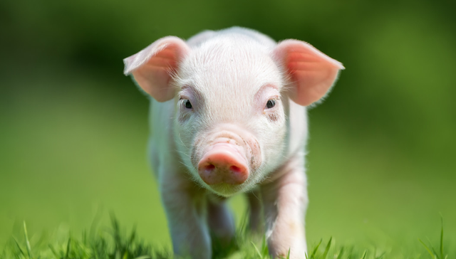 汇添富中证畜牧养殖产业ETF,养殖基金,农林牧渔,汇添富中证畜牧养殖产业交易型开放式指数证券投资基金;黎明前的“至暗时刻”；新生仔猪首降；猪周期；触底反转；养殖ETF汇添富(159172)；回调近2%；盘中吸金400万份；连续两日受资金青睐