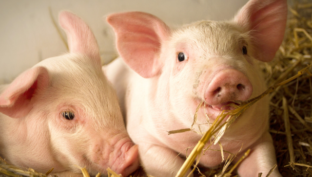 南方中证全指农牧渔ETF,农牧CS,农林牧渔,南方中证全指农牧渔交易型开放式指数证券投资基金,159;产能去化;猪价修复;南方基金;农牧ETF南方(159173);猪周期反转机遇