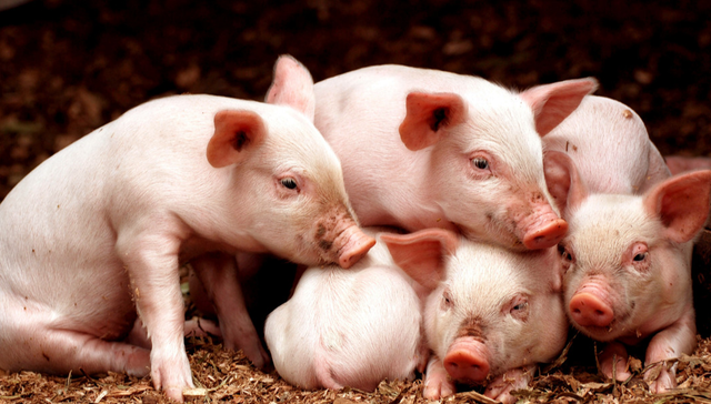 汇添富中证畜牧养殖产业ETF,养殖基金,农林牧渔,汇添富中证畜牧养殖产业交易型开放式指数证券投资基金;五一小长假;3月份生猪供求关系;猪价反弹迹象;养殖ETF汇添富(159172);跌近1%;回调蓄势;资金连续第三天增仓