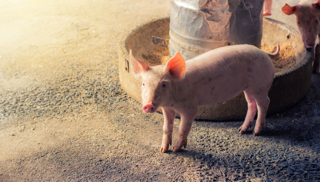 平安中证畜牧养殖ETF,养殖ETF,农林牧渔,平安中证畜牧养殖交易型开放式指数证券投资基金,5167;生猪产能;养殖ETF平安(516760);盘中调整;行业供需结构;逐步改善