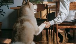 花费上万元，他们这样和爱宠道别