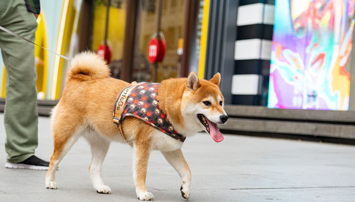 财说 | 宠物食品有多赚钱？全行业都忙着扩产并购