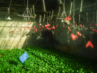 中国农业科学院发布十年来十项标志性科技成就