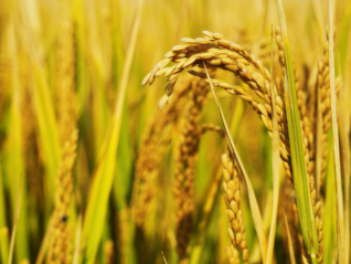 种业突围、预制菜、农村电商……中央一号文件给农业赛道带来哪些新机遇？