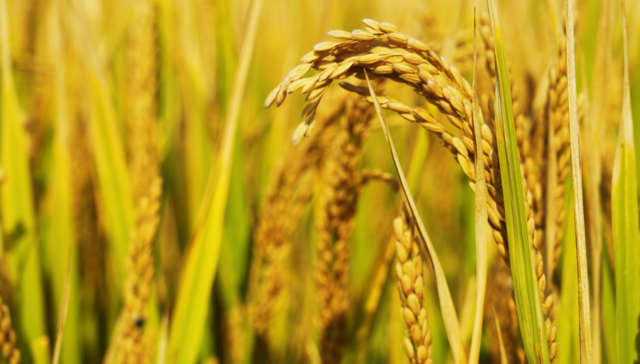 种业龙头资本运作频繁，隆平高科为何收购了这家稻种公司？