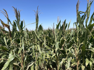 豆粕将高位下行，玉米价格坚挺，2023年饲料行业景气回暖利于行业巨头｜界面预言家⑩