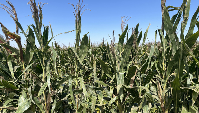 秋乐种业2022年净利增五成，玉米小麦种子价格上涨推动种业景气