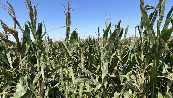 秋乐种业2022年净利增五成，玉米小麦种子价格上涨推动种业景气