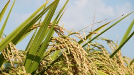 国家粮食和物资储备局局长刘焕鑫:守住农民“种粮卖得出”的底线,不能出现农民“卖粮难”