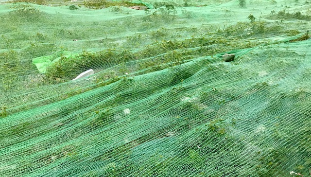 嘉兴桐乡成交两宗地块 上海伟涛溢价6.4%夺凤凰湖湿地旁宅地