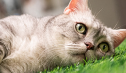 猫经济崛起：国产猫粮是虚假繁荣吗？