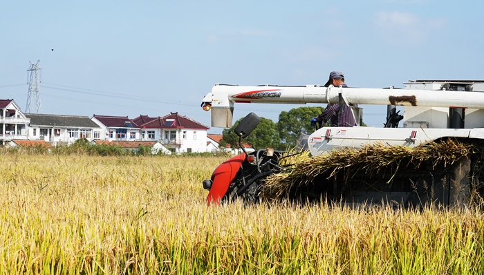转基因作物试点与生物育种获政策鼓励，2023年种业机会在哪里？